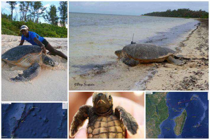 Des élèves bisontins suivent la trace de cinq tortues… à Madagascar !